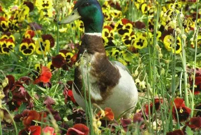 פאזל של Duck with Flowers