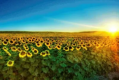 CAMPO DE GIRASOLES
