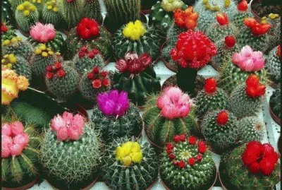 EXPLOSIÃ“N DE BISNAGAS