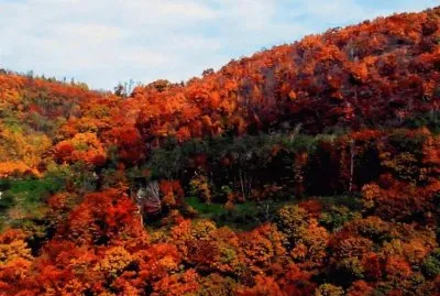 fall foliage
