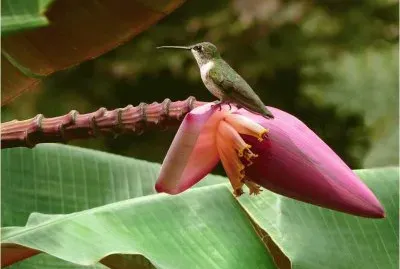 Bird on a Banana Flower