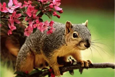 פאזל של Squirrel