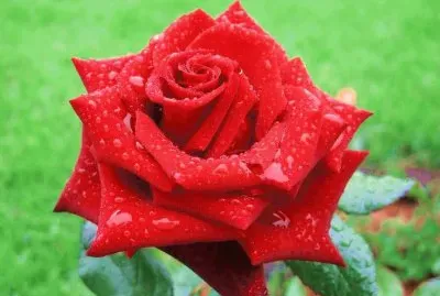 luna azul jigsaw puzzle