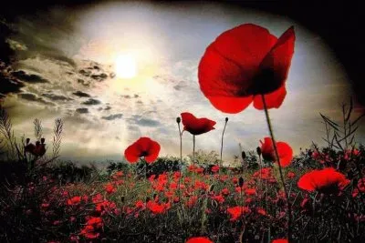 פאזל של red flowers