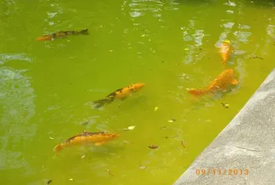 Lago com Carpas - SP jigsaw puzzle