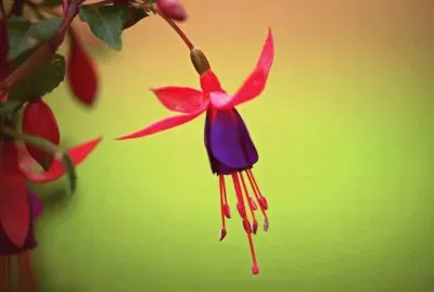 PENDIENTES DE LA REINA