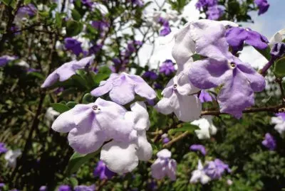 LILAS