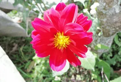 DALIAS
