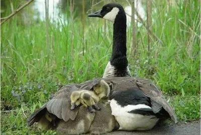 Mom gives us protection