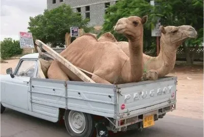 Camel transportation