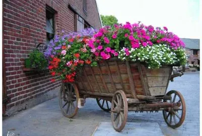 Flowers near the Farm