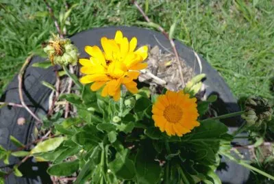 CALENDULA