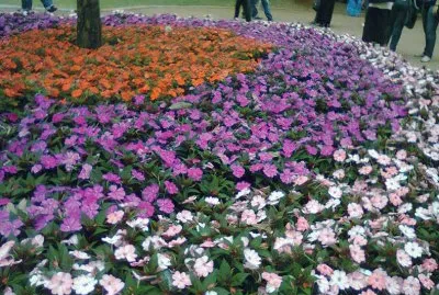 Jardins em Holambra - SP