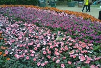 Jardim em Holambra 1 - SP
