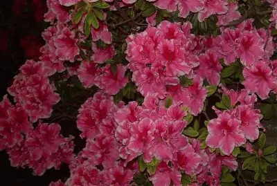 Azalea