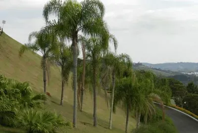 A caminho de São Roque - SP