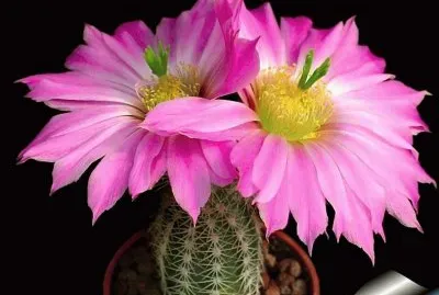 Cacto florido