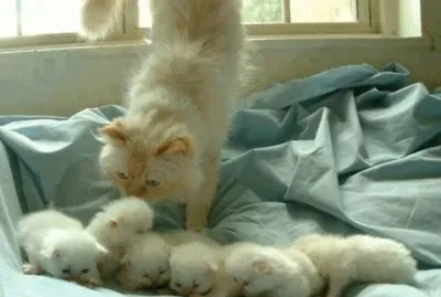 Mamãe gata e seus filhotes