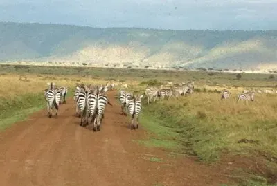 Zebras
