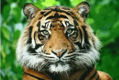 TIGRE