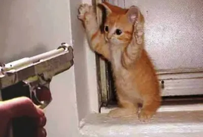 פאזל של curious