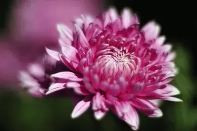 Autumn Flower