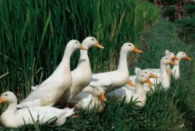 Ducks enjoy a rest in the Rice fields