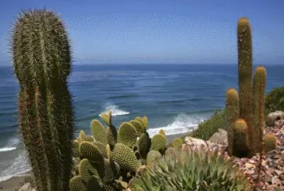 Cactus in garden of Fellowship near the Pacific O