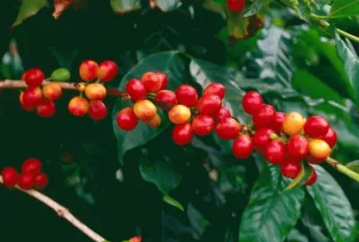 Red Coffee Arabica plant   Hawaii  USA jigsaw puzzle