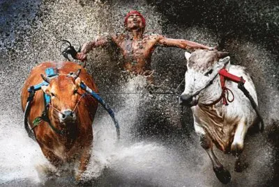 curious jigsaw puzzle