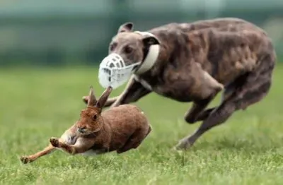 curious jigsaw puzzle