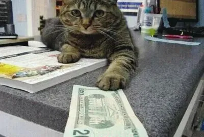 curious jigsaw puzzle