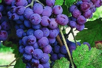 Uva Fruta saborosa jigsaw puzzle