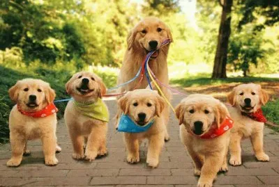 Cedela e seus filhotes