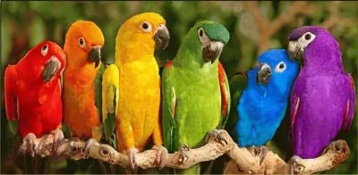mas loritos jigsaw puzzle