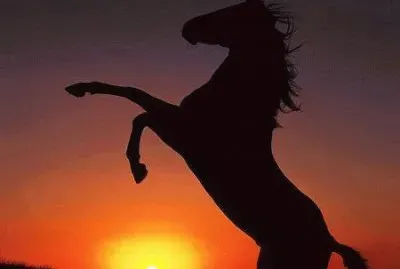 Sunset Horse