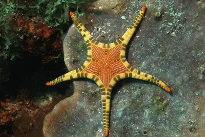 Sea Star