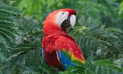 Parrot in the Amazone area jigsaw puzzle