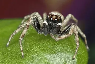 פאזל של South American Spider