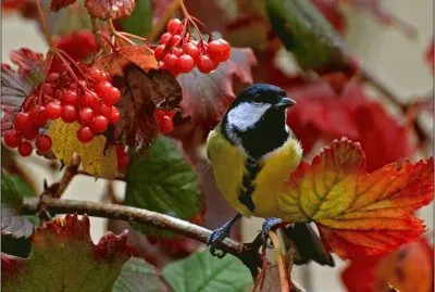 Great Titmouse during Autumn