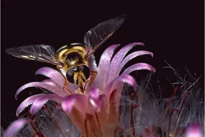 פאזל של Flower with Bee