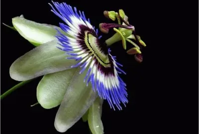 פאזל של Flower