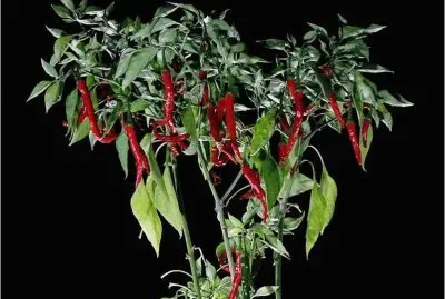 Pepperplant jigsaw puzzle