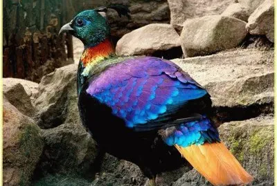 Beautiful Bird jigsaw puzzle