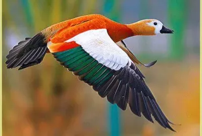 Some kind of a Duck jigsaw puzzle