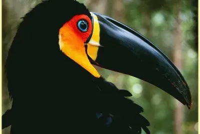 Toucan jigsaw puzzle