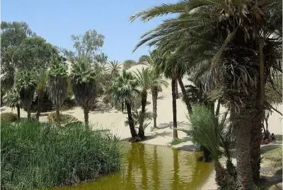 פאזל של Oasis in the Sahara desert