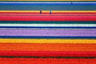 Campos de tulipas - Holanda