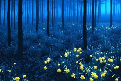 Floresta Negra - Alemanha