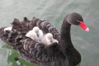 curiositÃ  jigsaw puzzle